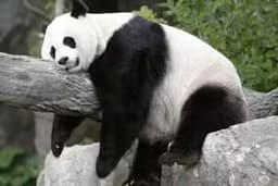 Pandas Slide